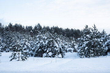 Beautiful forest covered in snow. Amazing white winter landscape. Sunny winter day.