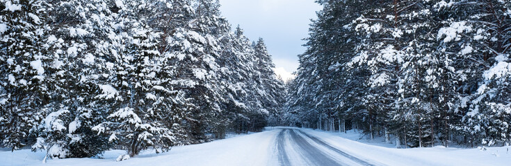 Obraz premium Snowy road curving between beautiful forest covered in snow. Amazing white winter landscape. Sunny winter day.