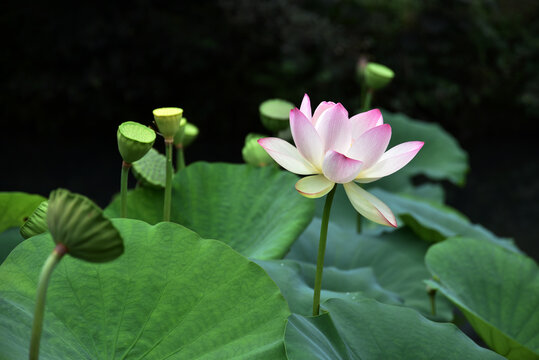ハスの花 Photos Royalty Free Images Graphics Vectors Videos Adobe Stock
