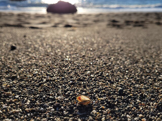 small shell on a beach of fine shingle or pebbled sand with the sparkle and bokeh of light on the beach and ocean waves in the background