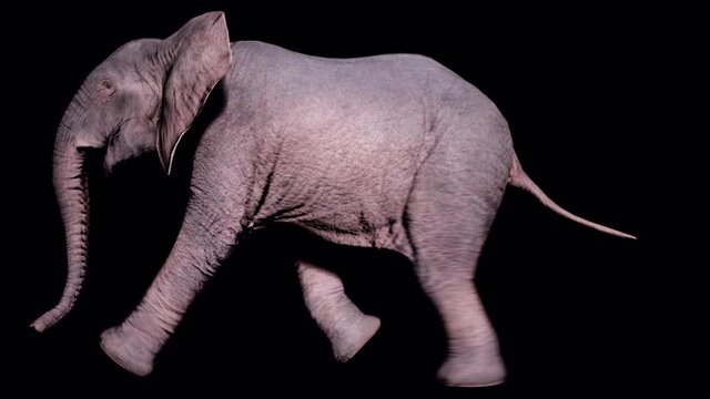 Large African elephant running on the ground on an isolated background with alpha channel. Seamless loop animation for animals, nature and educational backgrounds.