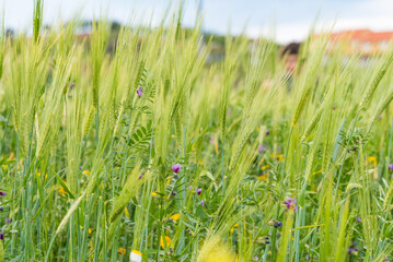 boy playing in a wheat field in springtime