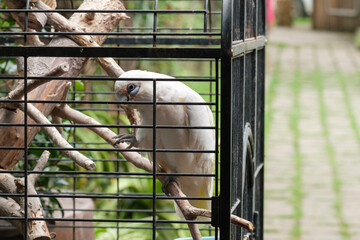 White Cockatoo portraits in a cage, observing all that walks by