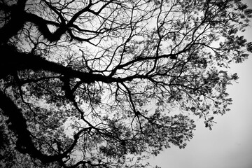 black and white tree