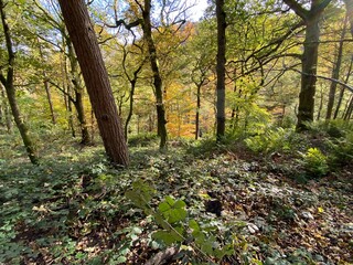 Autumn woodland scene, with fallen leaves, and wild plants near, Hardcastle Crags, Hebden Bridge, UK