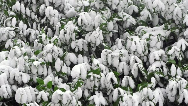 Rhododendron branches covered with fluffy white snow. 4K resolution 