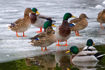Enten auf dem Eis