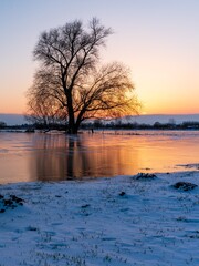 Auenlandschaft Winter mit Baum Bingenheim nach Sonnenuntergang
