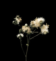 Dandelions fluffed up. Dried dead flower isolated on black background. Sample of a flower in oriental style with pastel colors.