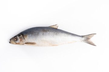fresh herring on white background