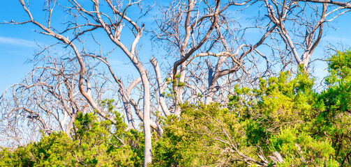 Bare tree trunks in Cape Otway National Park along the Great Ocean Road, Australia