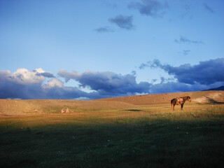 Horse resting in the mongolian steppe. Sunset landscape. Horse resting in the mongolian steppe. Sunset and  empty landscape. Quiet place. Altay Tavan Bogd national park