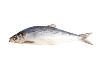 Fototapeta premium fresh herring on white background