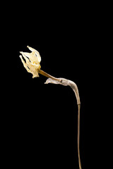 Dried dead daffodil flower isolated on black background. Sample of a flower in oriental style with pastel colors.