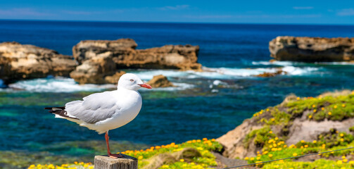 Seagull along the Great Ocean Road, Australia
