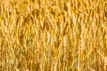 Golden ripe ears of wheat in field during summer, warm day, blue sky, England, UK