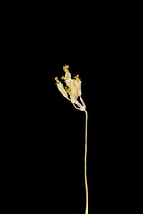Dried dead flower isolated on black background. Sample of a flower in oriental style with pastel colors.