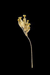 Dried dead flower isolated on black background. Sample of a flower in oriental style with pastel colors.
