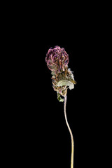 Dried dead clover flower isolated on black background. Sample of a flower in oriental style with pastel colors.