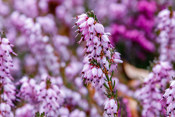 Obraz premium Erica carnea ( winter heath, winter-flowering heather, spring alpine heath ) pink Flowers. Flowering Erica carnea Ornamental plant.