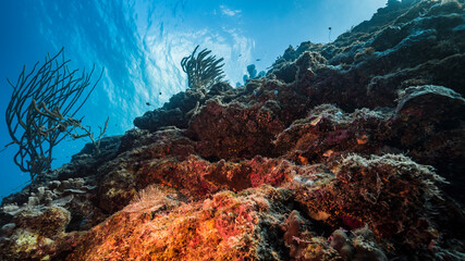 Seascape with wall in coral reef of Caribbean Sea, Curacao with coral, fish, sponge