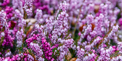 Erica carnea ( winter heath, winter-flowering heather, spring alpine heath ) pink Flowers. Flowering Erica carnea Ornamental plant. - obrazy, fototapety, plakaty