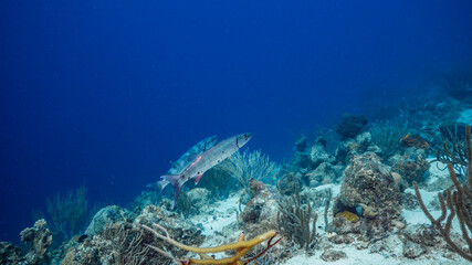 Fototapeta na wymiar Barracuda swim in soft coral in coral reef of Caribbean Sea, Curacao