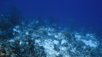 Naklejka na ściany i meble Barracuda swim in soft coral in coral reef of Caribbean Sea, Curacao