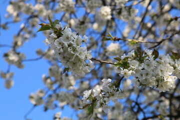 Ast mit Kirschblüten