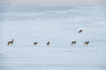 horses on the snow