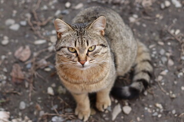 Obraz premium cat playing in the garden