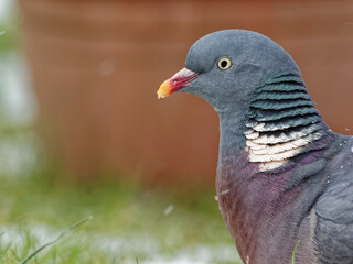 A woodpigeon (Columba palumbus) in a rural garden in the snow.