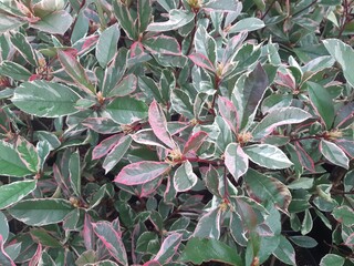 Photinia fraseri Pink Marble