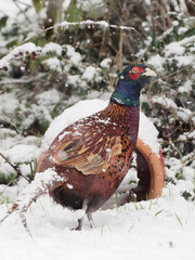 A male Pheasant (Phasianus colchicus) looking for food in the snow.
