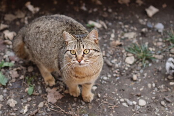 cat playing in the garden
