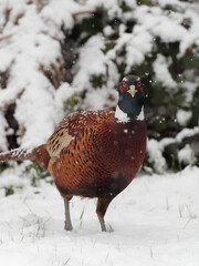 A male Pheasant (Phasianus colchicus) looking for food in the snow.
