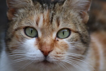 Obraz premium cat playing in the garden