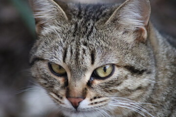 cat playing in the garden