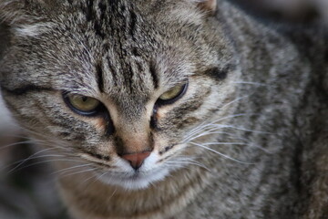 cat playing in the garden
