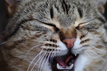 cat playing in the garden