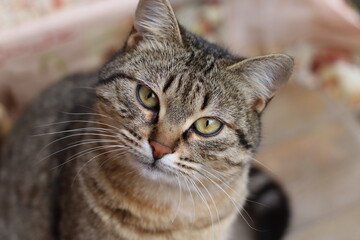 cat playing in the garden