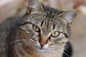 cat playing in the garden