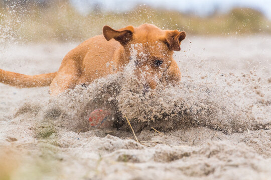Labrador Hund am Strand