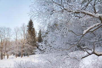Evening in the winter park. Pavlovsk, the vicinity of St. Petersburg. Russia