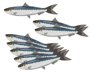 イワシ　線無し