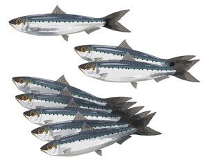 イワシ　水彩風