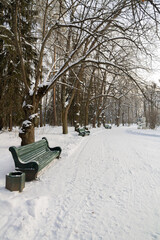 Evening in the winter park. Pavlovsk, the vicinity of St. Petersburg. Russia