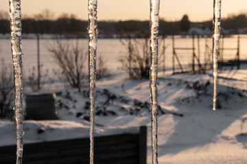 vier Eiszapfen im Garten