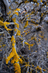Gray branches of trees in a winter forest covered with yellow moss (lichen) - a beautiful abstraction