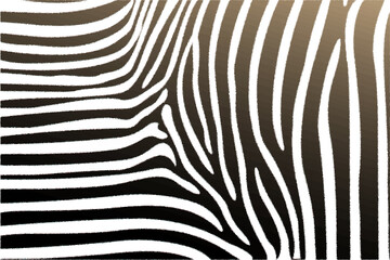 Black and white stripes zebra fur drawing. Wild life concept. Vector illustration
